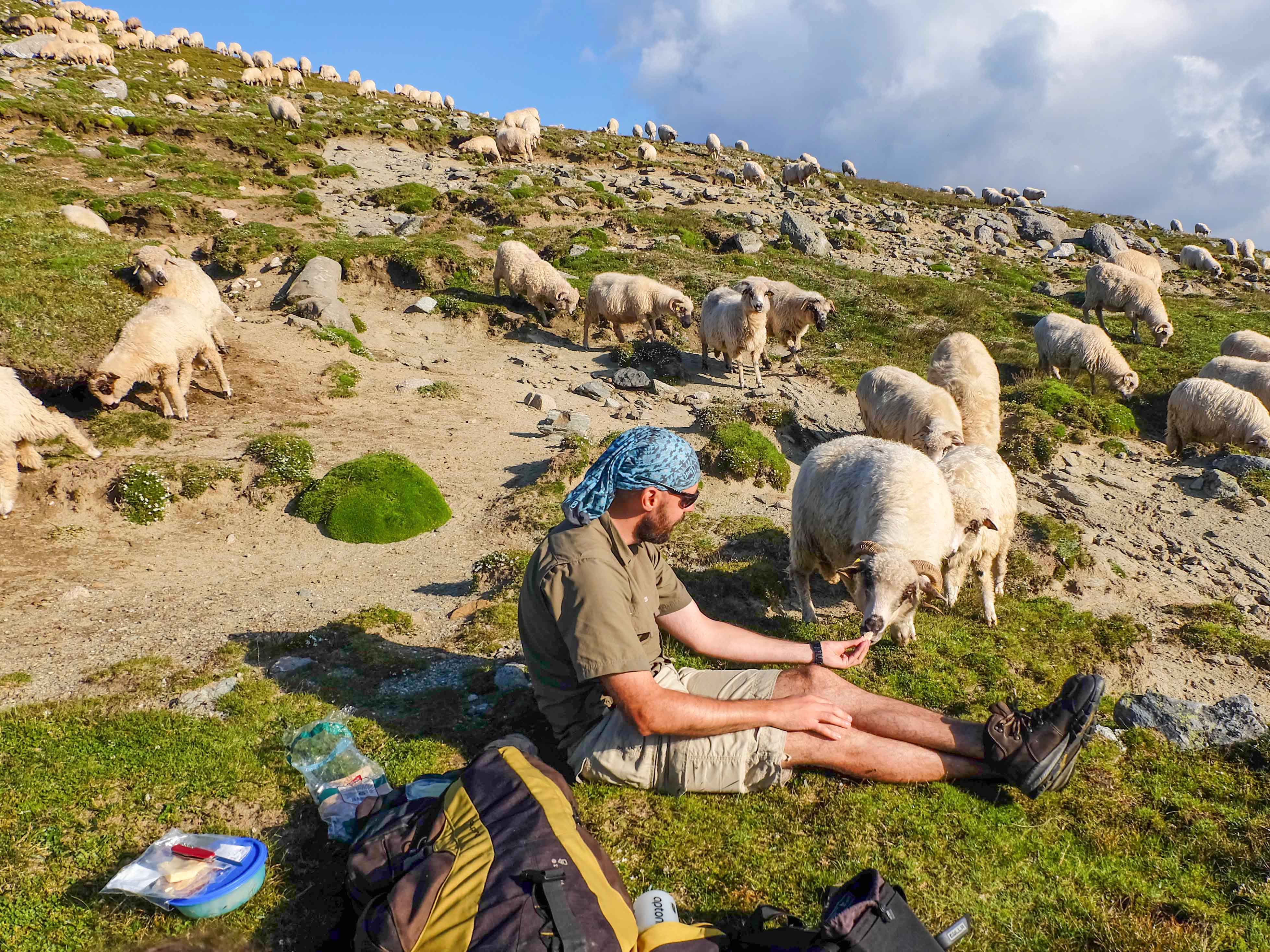 relaxing with the sheep in Bucegi