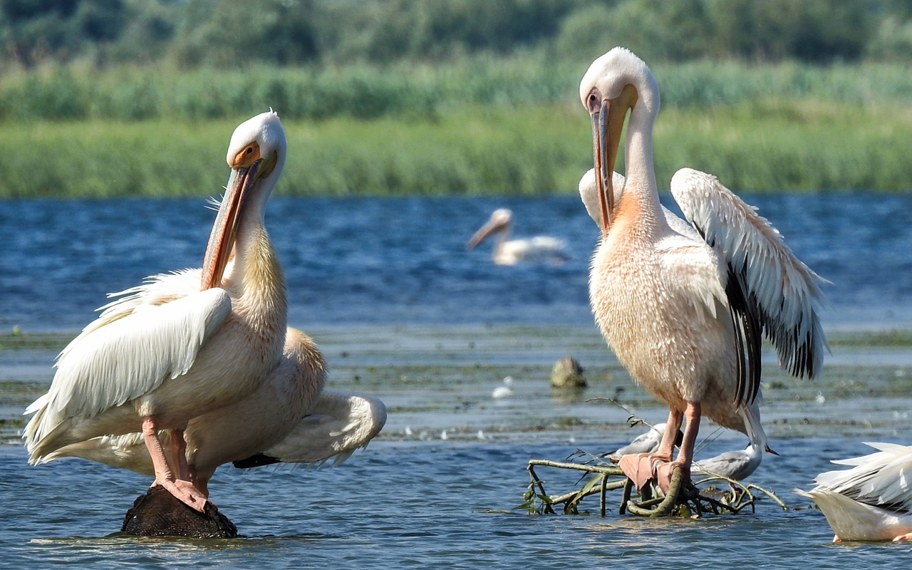 danube delta