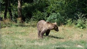 Photo tour & bears watching why is romania famous