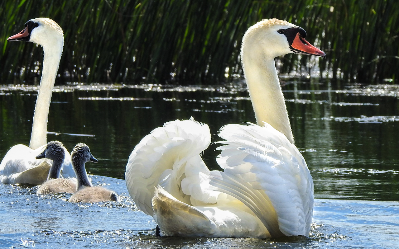 danube delta