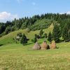 Adventure in Transylvania : watch the bear - RTS