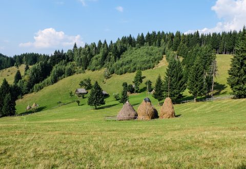 Adventure in Transylvania : watch the bear - RTS