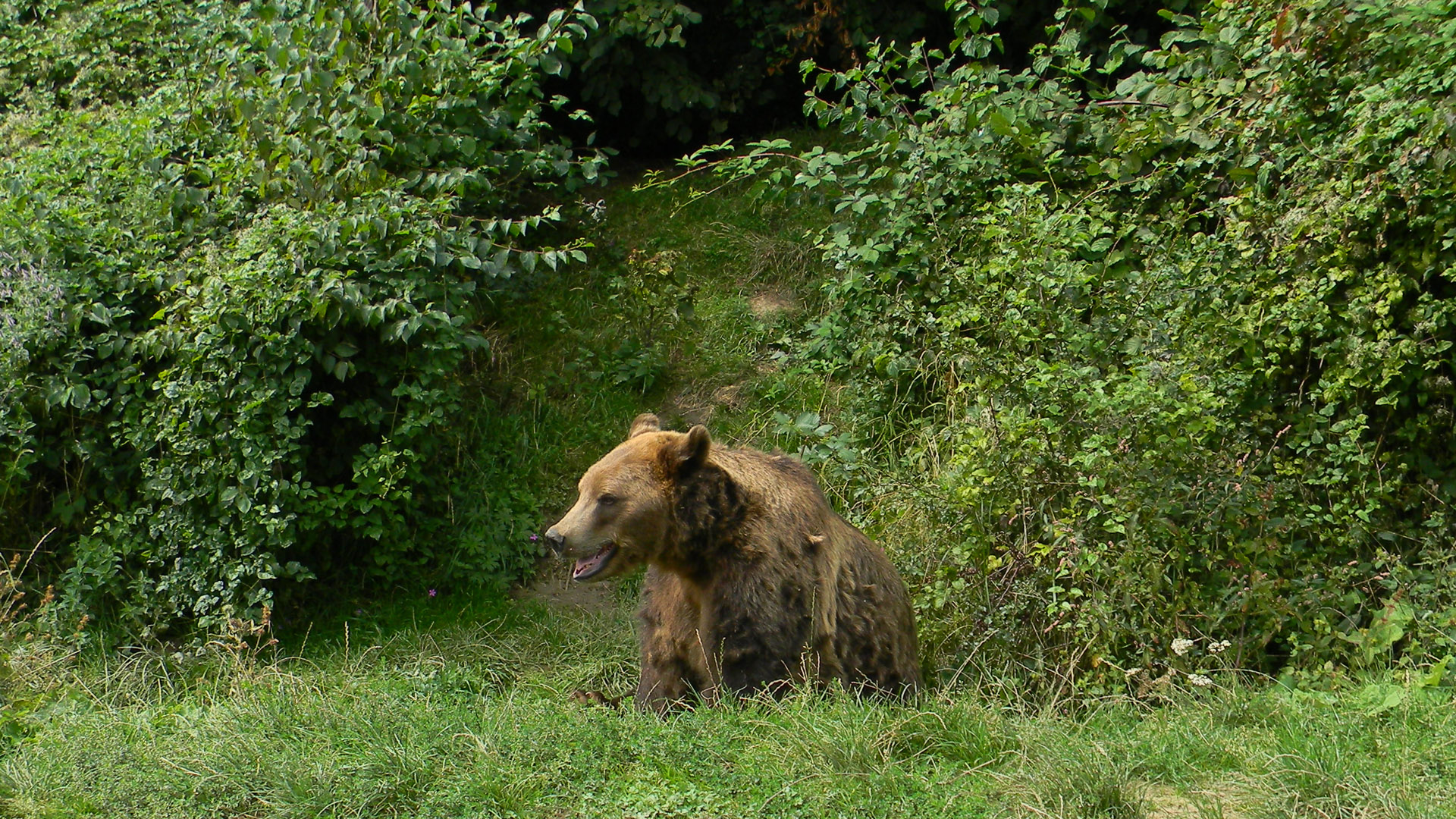 bear watching travel guide romania