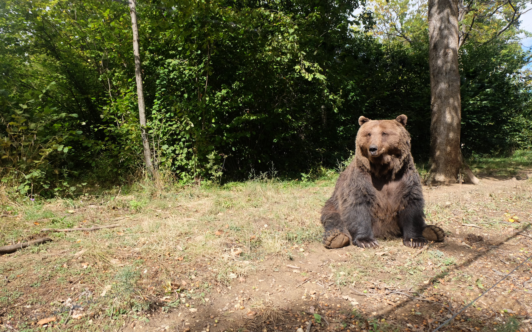 bear watching travel guide romania