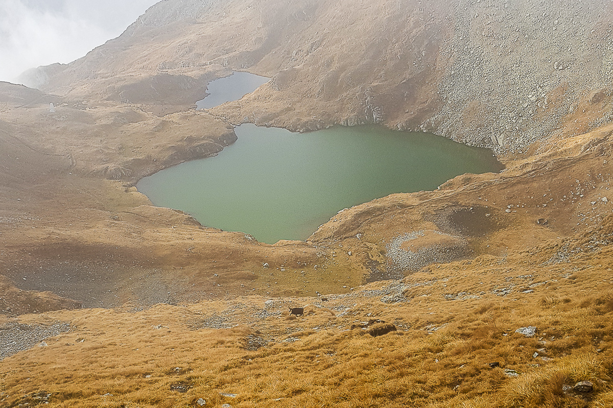 Fagaras Massif Chamois