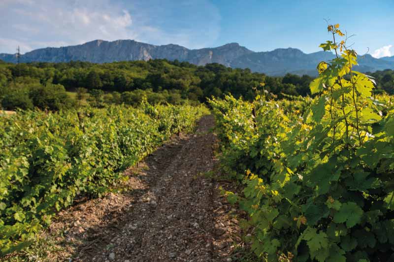 tourism in romania vuineyard