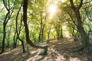 hoia baciu forest cluj region